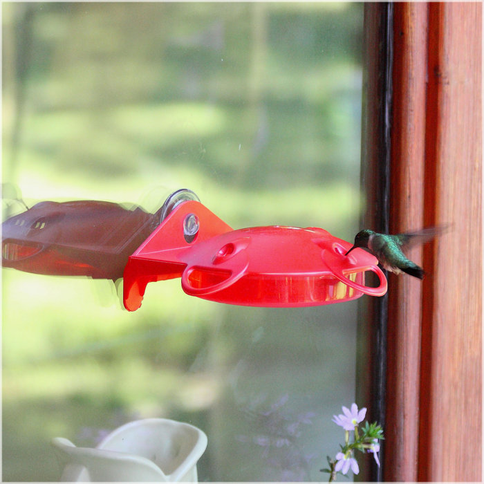 Garden Song Window Mount Hummingbird Feeder & Reviews | Wayfair.ca